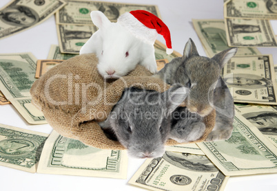 Rabbits in a bag on American Dollar