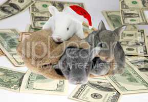 Rabbits in a bag on American Dollar