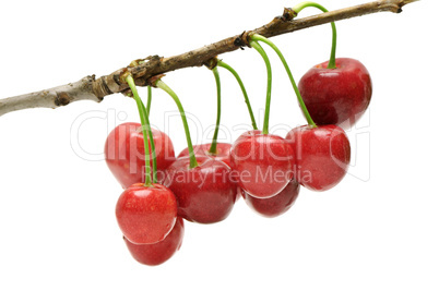 twig sweet cherries
