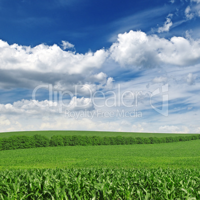 corn field