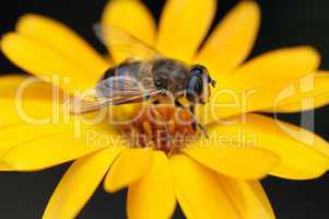 honey bee
