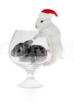 Rabbit in the glass and hat of Santa Claus