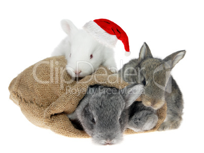 rabbits in the bag in the Santa Claus hat