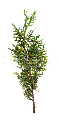 Green arborvitae branch