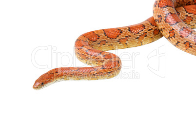 Corn snake on the white (Elaphe guttata)