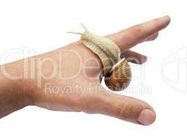 Snail on the index finger. (Helix aspersa)