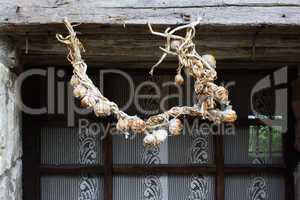 Dry garlic hangs in the old window