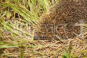 Hedgehog in the green grass