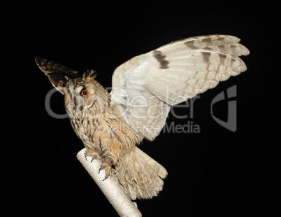 owl on a stick on the black background