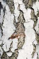 Texture of birch bark