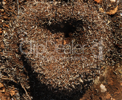 heart of the anthill in sunny day