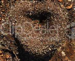 heart of the anthill in sunny day
