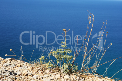 Green grass against the blue sea