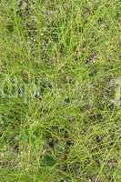 texture of green grass