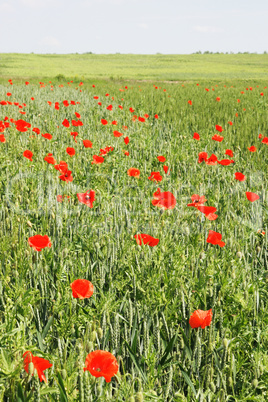 field of wheat and red poppies