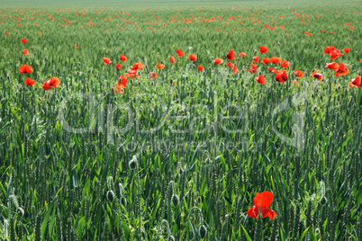 field of wheat and red poppies