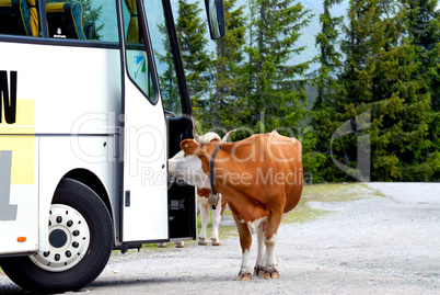 Kuh mit Bus