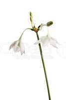Eucharis flower on the white background