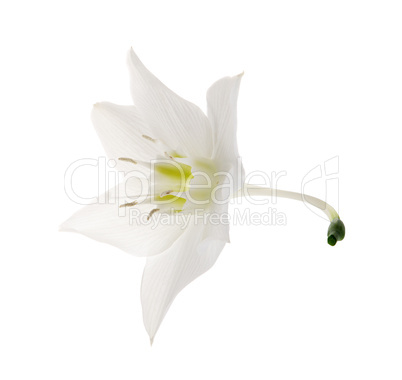 Eucharis lily flower on the white background