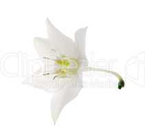 Eucharis lily flower on the white background
