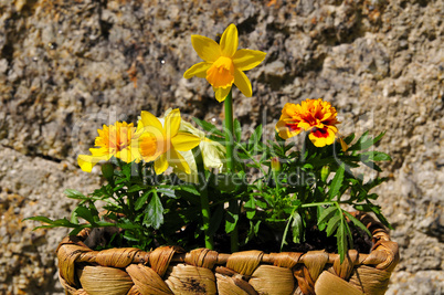 Frühlingsblumen im Topf