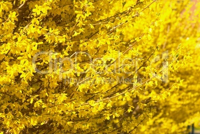 Forsythien