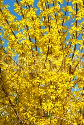 Forsythien