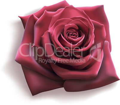 Rote Rose (Vektor)