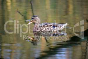 Ente im Wasser eines Waldsees mit Spiegelung