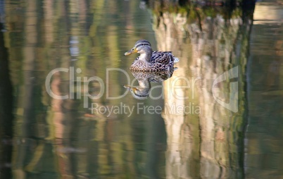 Ente im Wasser eines Waldsees mit Spiegelung