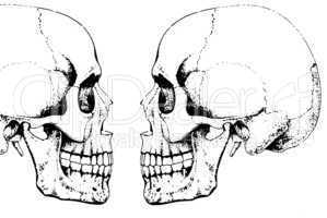 two skulls/ Zwei Totenschädel