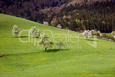 Schwarzwald Wiesen,Glottertal