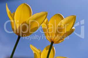 Tulpen