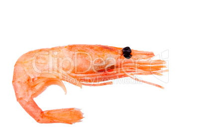 Pink boiled shrimp isolated on white background