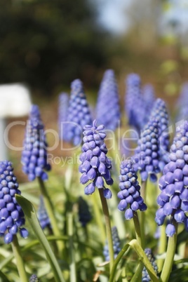 Traubenhyazinthen Muscari Armeniacum