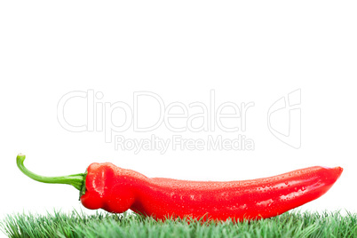 Red pepper on grass