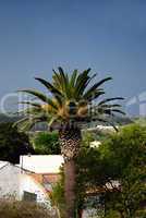 Palme in Spanien