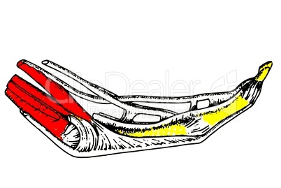 Beuge-und Strecksehnenapparat des Fingers/Flexor and extensor tendons of the finger