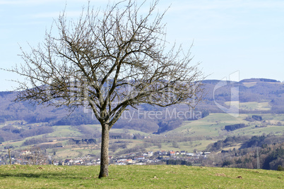 Kahler Obstbaum