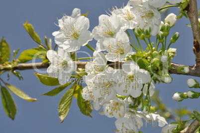 Kirschblüten