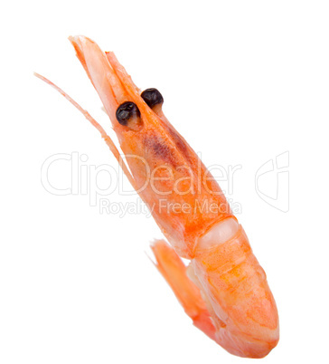 Pink boiled shrimp isolated on white background
