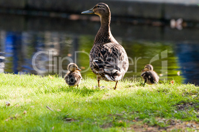 Stockente mit Jungen