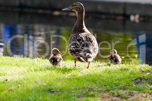 Stockente mit Jungen