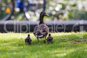 Stockente mit Jungen