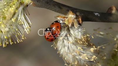 Ladybugs - Pair - pussy willow