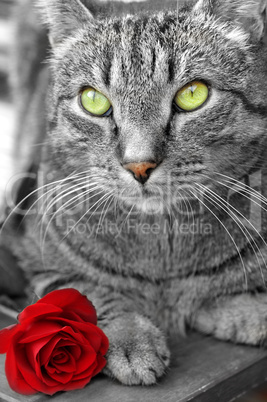 Katze mit roter Rose