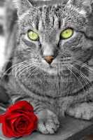 Katze mit roter Rose