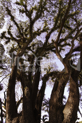 Textures of Bearded Mossman Trees, Australia