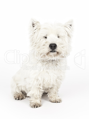 white Terrier