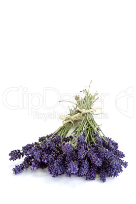 Frischer Lavendel